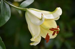 precioso lirio amarillo pálido floreciendo en un jardín foto