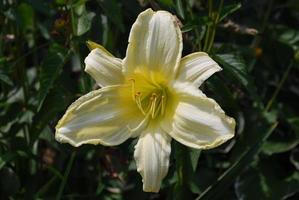 flor de lis de color amarillo pálido en un jardín foto