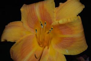 Pretty Orange Daylily Flowering with Pollen on It's Stamen photo
