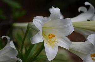 hermoso lirio blanco floreciente con polen amarillo en su estambre foto