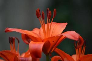 asombrosos lirios naranjas en flor floreciendo en un jardín foto