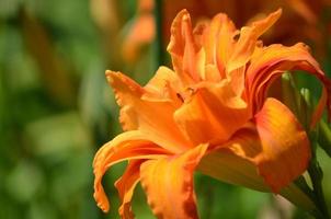 Very Pretty Double Orange Daylily Flowering in a Garden photo