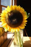 Gorgeous Flowering Sunflower Blossom in a Glass Vase photo
