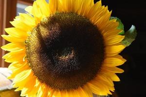 Stunning Flowering Sunflower Blossom on a Summer Day photo