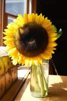 Cut Sunflowers in a Glass Vase on a Summer Day photo