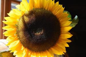 Gorgeous Flowering Sunflower Blossom on a Summer Day photo