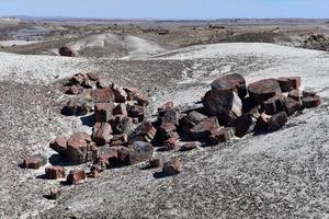 Scattered Preserved Slabs of Petrified Wood in Arizona photo