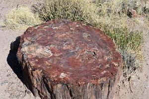 Patterned Petrified Log in the Petrified Forest in Arizona photo
