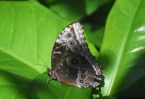 Owl Butterfly on a Cluster of Green Leaves photo