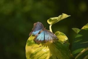 Up Close Look at Blue Wings of a Blue Morpho Butterfly photo