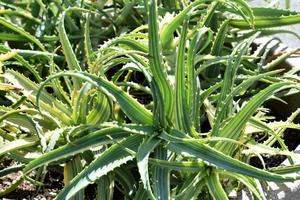 Garden With Beautiful Varigated Aloe Plant Leaves photo