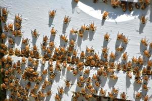 Honey Bees on a Beekeepers Beehive in the Summer photo