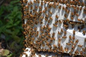 abejas enjambrando la colmena de abejas después de la polinización foto