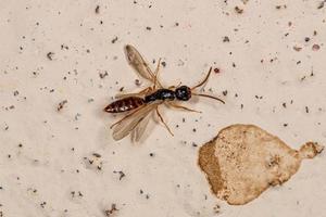 Adult Flat Wasp photo