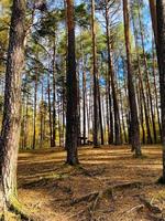 árboles coníferos en el bosque de otoño contra el cielo foto