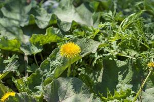 Yellow dandelions on a sunny spring day. season. background photo