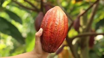 vaina de cacao amarillo naranja roja madura sostenida por una mano joven asiática en la granja. vaina de cacao o theobroma cacao l. es un árbol cultivado en plantaciones y el ingrediente básico para la elaboración del chocolate. cacao fresco. foto