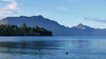 Ducks swim and seagull fly at Lake Wakatipu, Queenstown,South Island video