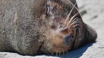 cerrar la cara de la sonrisa de lobo marino durante el sueño en kaikoura, isla del sur