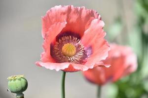 Pink Poppy Flower Blossom in the Summer photo