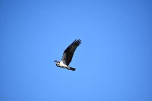 asombroso pájaro águila pescadora voladora con cielos azules foto