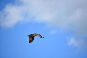 Osprey in Flight with Feathers Spread on Wings photo