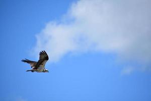 Stunning Markings on the Wings of an Osprey photo