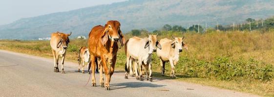 walking cattle on the road photo