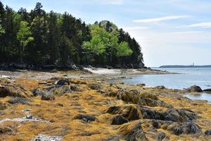 Seaweed Strewn Across a Rocky Maine Coast photo