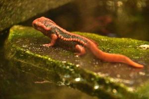 Amazing Red Emperor Newt on a Large Wet Rock photo