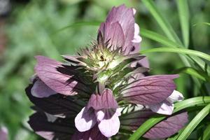 Stunning Blooming Turtlehead Flower Blossom in a Garden photo