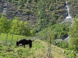 Flam and the aurlandsfjord in norway photo