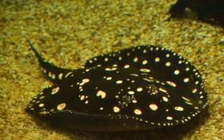 Close Up Look Underwater with a Swimming Stingray photo