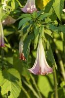 Natural background with close-up brugmansia colours photo