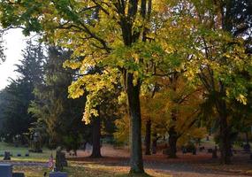 hojas girando sobre los árboles en un cementerio foto