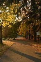 follaje de colores brillantes en los árboles que bordean un camino del cementerio foto