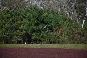 Blue Heron Flying Over a Cranberry Bog in Massaschusetts photo