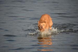 Silly Golden Retriever Dog Jumping Through Water photo