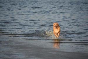 Golden Dog Running Up on to the Beach photo