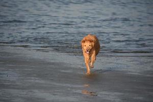 Sweet Wet Golden Dog Running Out of Ocean photo