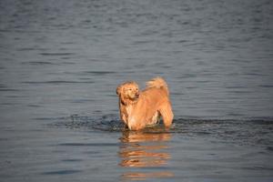 Nova Scotia Duck Tolling Retriever Dog Wading in Water photo