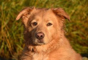 mirando la dulce cara de un perro toller foto