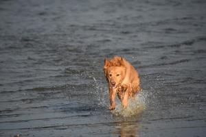 Retriever Dog Running and Playing in the Water photo