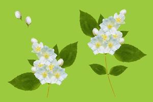 branch of jasmine flowers isolated on green background. photo