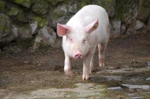 lechón rosa caminando por una granja foto