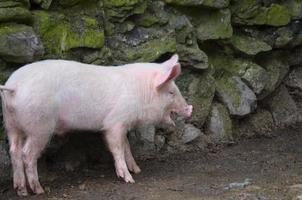 adorable lechón rosa junto a un muro de piedra foto