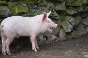 Pink Pig with his Mouth Wide Open photo