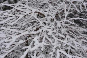 nieve en capas sobre las ramas de los árboles foto
