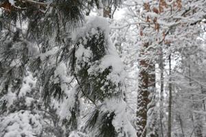 Snow Coating and Covering a Pine Bough in the Woods photo