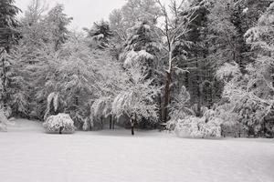 Winter Wonderland with Freshly Fallen Snow Coating Trees photo